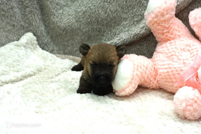 Faith – Cairn Terrier puppy for sale in West Plains, MO