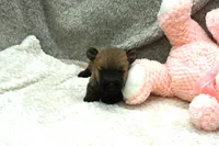 Faith, a female Cairn Terrier for sale in West Plains, MO – 1 of 3
