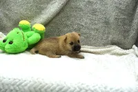 Ian, a male Cairn Terrier for sale in West Plains, MO – 2 of 3