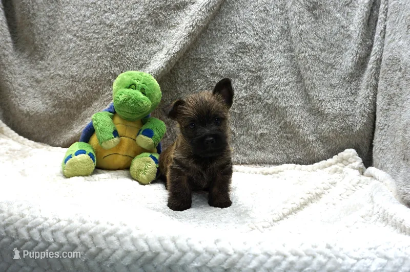 Flint – Cairn Terrier puppy for sale in West Plains, MO