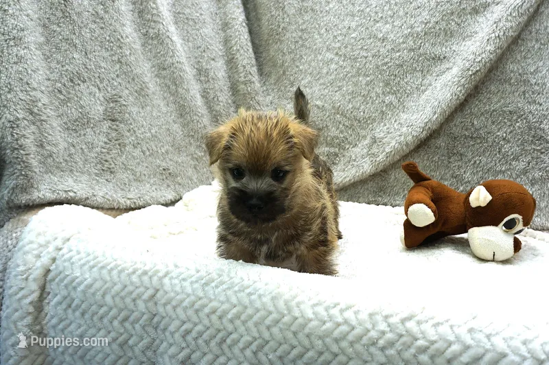 Isaac – Cairn Terrier puppy for sale in West Plains, MO