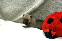 Freya, a female Cairn Terrier for sale in West Plains, MO – 2 of 3