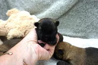 boy 2, a male Cairn Terrier for sale in West Plains, MO – 1 of 1