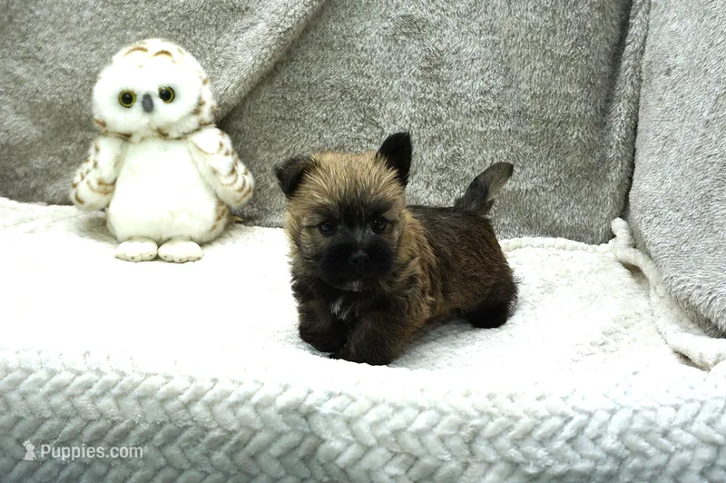Hudson – Cairn Terrier puppy for sale in West Plains, MO