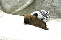 Finn, a male Cairn Terrier for sale in West Plains, MO – 2 of 3