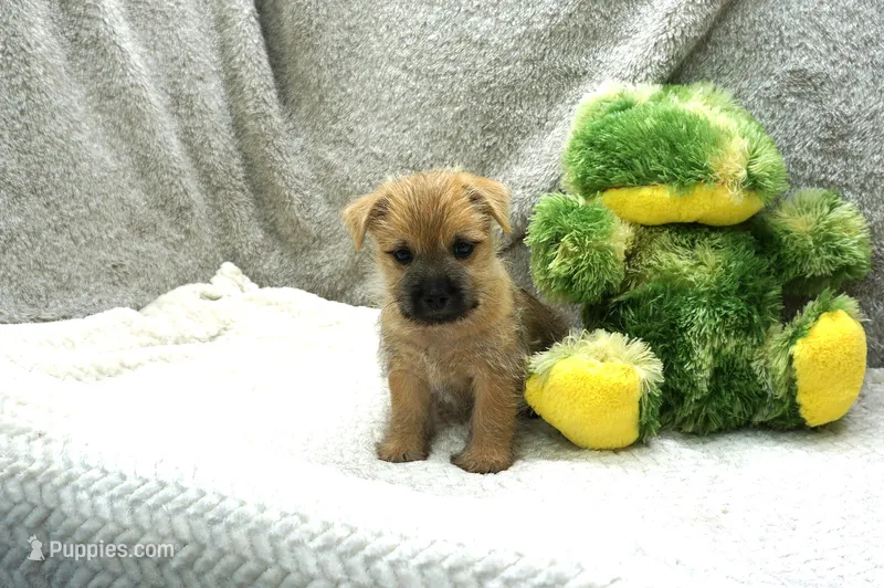 Ian – Cairn Terrier puppy for sale in West Plains, MO