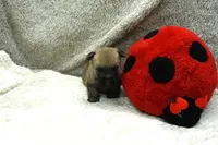 Freya, a female Cairn Terrier for sale in West Plains, MO – 3 of 3