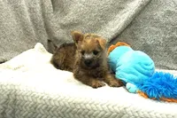 Isaac, a male Cairn Terrier for sale in West Plains, MO – 3 of 3