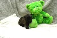 Felicity, a female Cairn Terrier for sale in West Plains, MO – 2 of 3