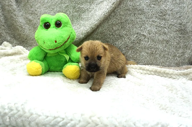 Ian – Cairn Terrier puppy for sale in West Plains, MO
