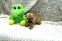 Ian, a male Cairn Terrier for sale in West Plains, MO – 1 of 3