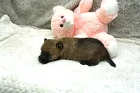Faith, a female Cairn Terrier for sale in West Plains, MO – 2 of 3