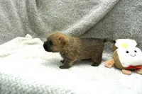 Isaac, a male Cairn Terrier for sale in West Plains, MO – 2 of 3