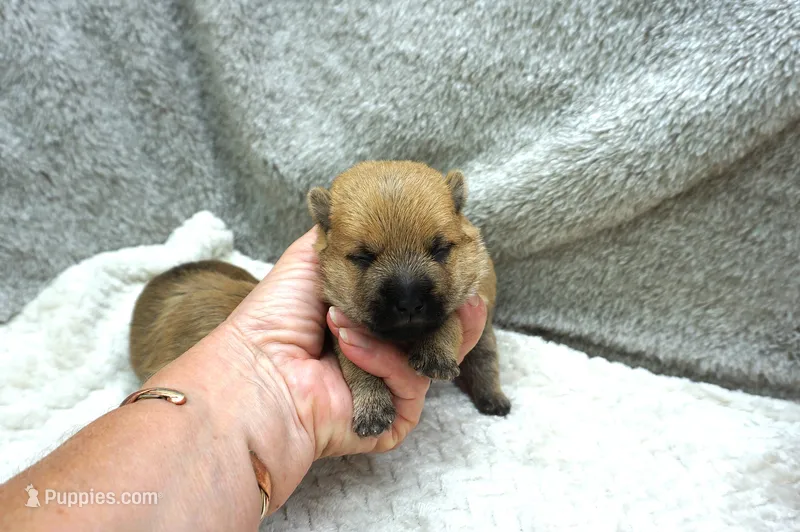 boy 2 – Cairn Terrier puppy for sale in West Plains, MO