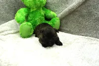 Felicity, a female Cairn Terrier for sale in West Plains, MO – 1 of 3