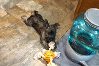 Daphne, a female Cairn Terrier for sale in West Plains, MO – Photo 1 of 3