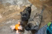 Daphne, a female Cairn Terrier for sale in West Plains, MO – Photo 3 of 3