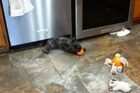 Daphne, a female Cairn Terrier for sale in West Plains, MO – Photo 2 of 3