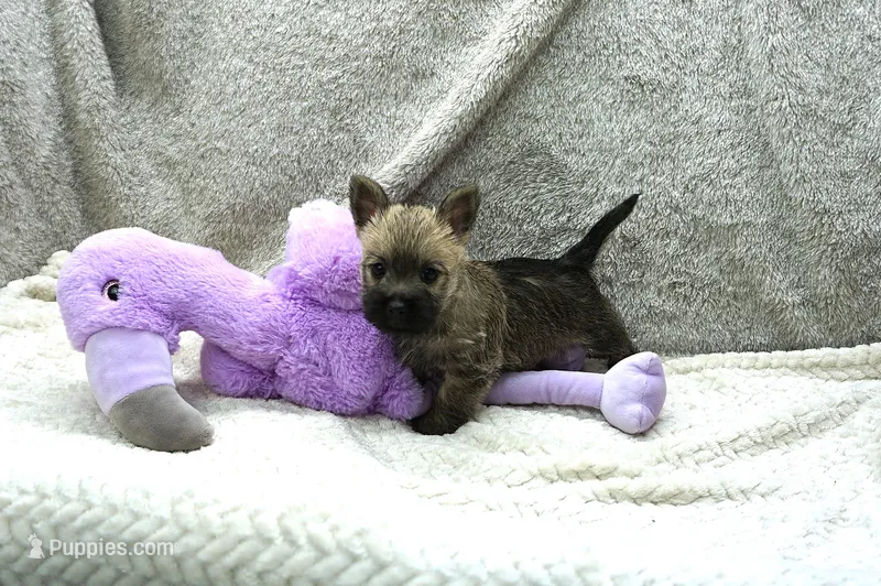 Freya – Cairn Terrier puppy for sale in West Plains, MO
