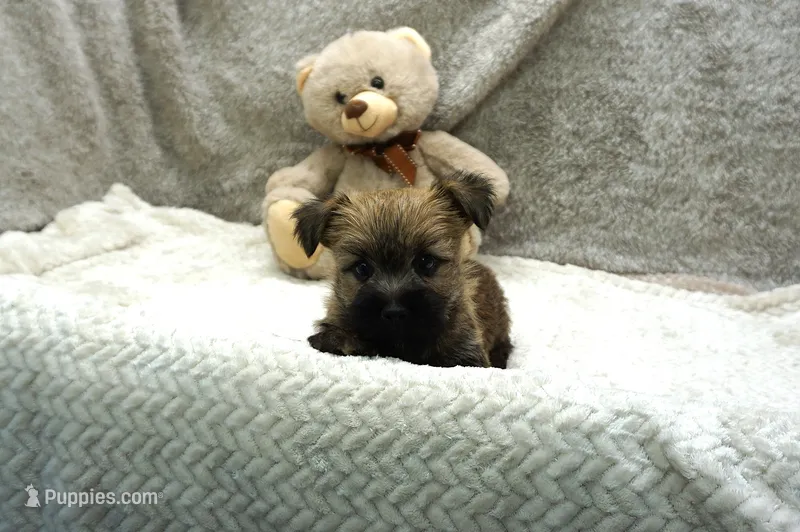 Heath – Cairn Terrier puppy for sale in West Plains, MO