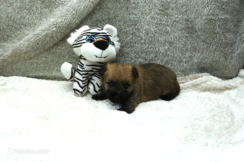 Heath – Cairn Terrier puppy for sale in West Plains, MO