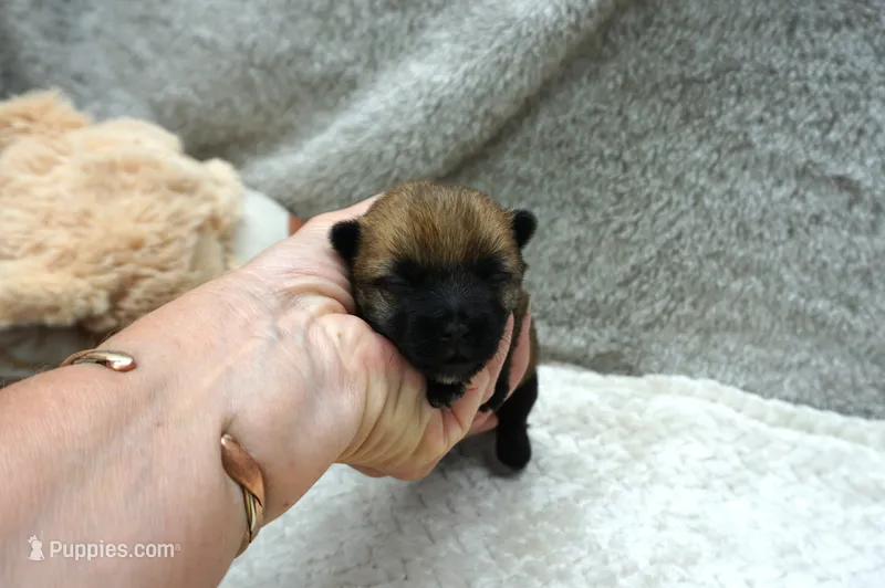 boy 3 – Cairn Terrier puppy for sale in West Plains, MO