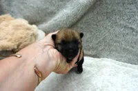 boy 3, a male Cairn Terrier for sale in West Plains, MO – 1 of 1