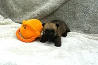 Hudson, a male Cairn Terrier for sale in West Plains, MO – 1 of 3