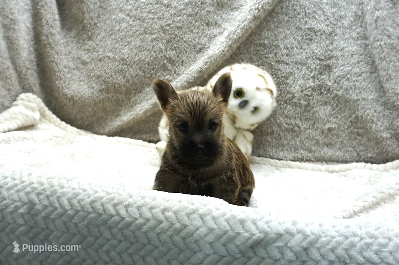 Finn – Cairn Terrier puppy for sale in West Plains, MO