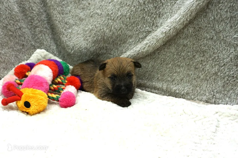 Freesia – Cairn Terrier puppy for sale in West Plains, MO
