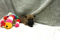 Freesia, a female Cairn Terrier for sale in West Plains, MO – 1 of 3