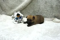 Heath, a male Cairn Terrier for sale in West Plains, MO – 2 of 3