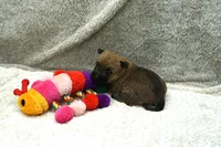 Freesia, a female Cairn Terrier for sale in West Plains, MO – 3 of 3