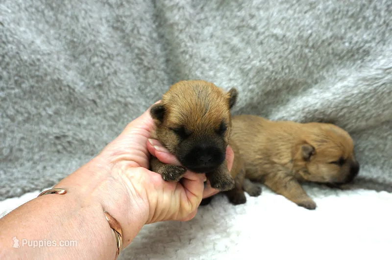 boy 1 – Cairn Terrier puppy for sale in West Plains, MO