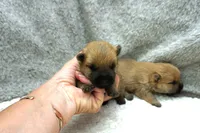 boy 1, a male Cairn Terrier for sale in West Plains, MO – 1 of 1