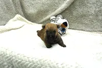 Finn, a male Cairn Terrier for sale in West Plains, MO – 3 of 3