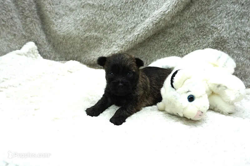 Faye – Cairn Terrier puppy for sale in West Plains, MO