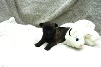 Faye, a female Cairn Terrier for sale in West Plains, MO – 1 of 3