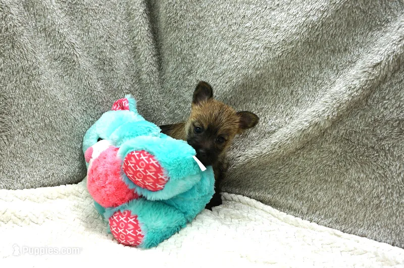 Faith – Cairn Terrier puppy for sale in West Plains, MO