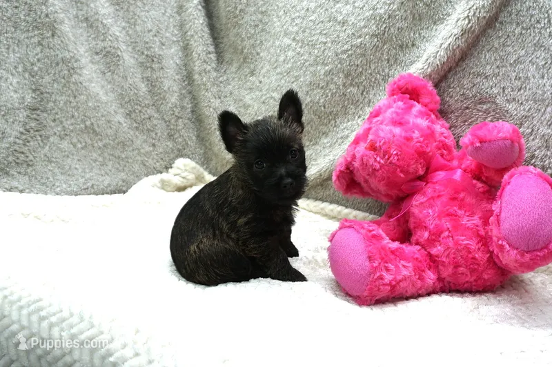 Faye – Cairn Terrier puppy for sale in West Plains, MO
