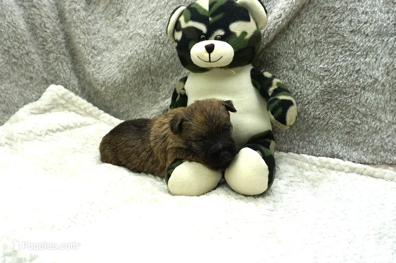 Flint – Cairn Terrier puppy for sale in West Plains, MO