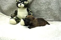 Flint, a male Cairn Terrier for sale in West Plains, MO – 2 of 3