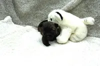 Faye, a female Cairn Terrier for sale in West Plains, MO – 2 of 3