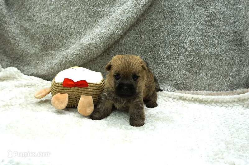 Isaac – Cairn Terrier puppy for sale in West Plains, MO