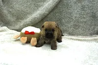 Isaac, a male Cairn Terrier for sale in West Plains, MO – 1 of 3