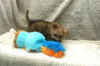 Isaac, a male Cairn Terrier for sale in West Plains, MO – 2 of 3