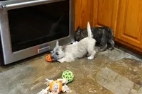 Danton, a male Cairn Terrier for sale in West Plains, MO – Photo 3 of 3