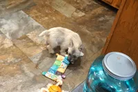 Danton, a male Cairn Terrier for sale in West Plains, MO – Photo 2 of 3