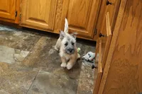 Danton, a male Cairn Terrier for sale in West Plains, MO – Photo 1 of 3