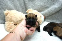 boy 1, a male Cairn Terrier for sale in West Plains, MO – 1 of 1